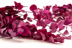 Stabilizovaný eukalyptus Stuartiana - raspberry