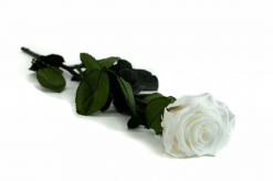 Stabilizovaná ruža na stonke - Luxury 50cm biela