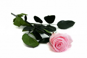 Stabilizovaná ruža na stonke - Luxury 50cm ružová