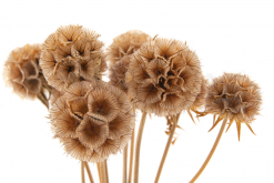 Stabilizovaná rastlina - hlaváč hviezdicovitý - natural