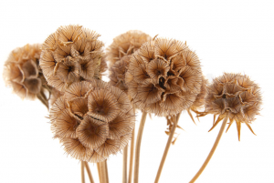 Stabilizovaná rastlina - hlaváč hviezdicovitý - natural