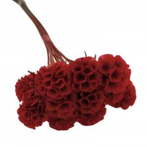 Stabilizovaná rastlina - hlaváč hviezdicovitý - červený