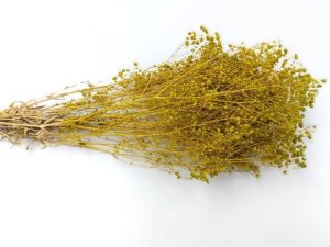 Stabilizované kvety Gypsophila mini - lime