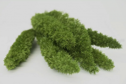 Stabilizovaný ihličnan