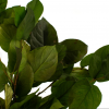 Stabilizované listy salal - zelený
