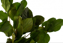 Stabilizované listy salal - zelený