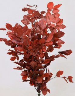 Stabilizované bukové listy - červená