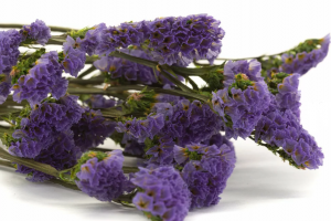 Stabilizovaná Limonka