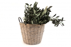 Stabilizované olivové listy