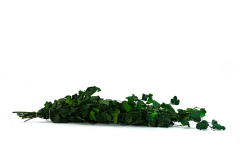 Stabilizovaný brečtan Helix mini zelený