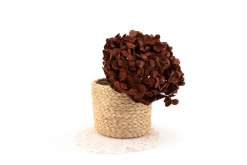 Stabilizované kvety Hortenzia - kávová