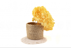 Stabilizované kvety Hortenzia - žltá