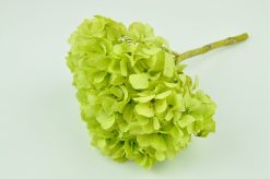 Stabilizované kvety Hortenzia - zelená