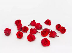 Stabilizovaná ruža MINI hlávka - princess