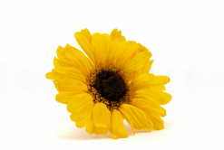 Stabilizované kvety Gerbera - sunflower