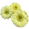 Stabilizované kvety Gerbera - žltá
