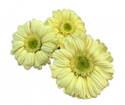 Stabilizované kvety Gerbera - žltá