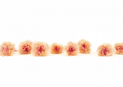 Stabilizované kvety Klinček záhradný - broskyňová