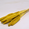 Sušené rastliny - Babala - žltá