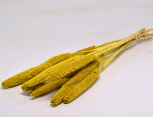 Sušené rastliny - Babala - žltá