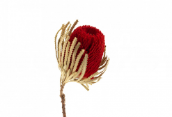 Sušené kvety - Banksia - červená