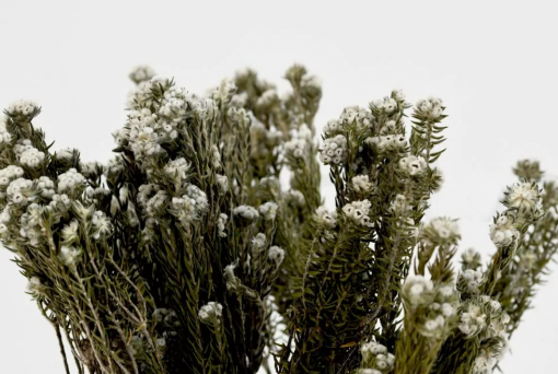 Stabilizovaná kytica phylica cotton - biela