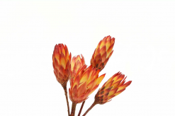 Sušené kvety Protea na stonke - červená