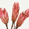 Sušené kvety Protea na stonke - ružová