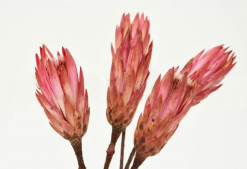 Sušené kvety Protea na stonke - ružová