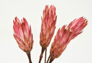 Sušené kvety Protea na stonke - ružová