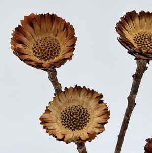 Sušené kvety Protea Susa - hnedá