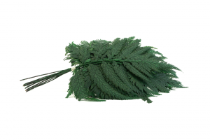 Stabilizovaná papraď - Ostrich zelená