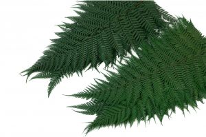 Stabilizovaná papraď - bledozelená