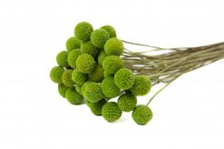 Stabilizovaná rastlina Craspedia - jablkovo zelená