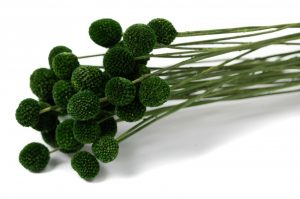 Stabilizovaná rastlina Craspedia - tmavo zelená