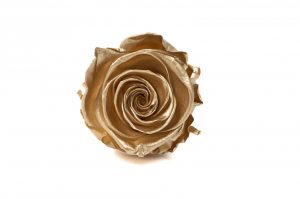 Stabilizovaná ruža – Gold