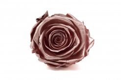 Stabilizovaná ruža – Rose Gold