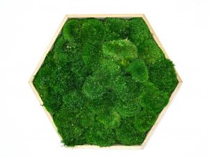 Hexagon Jery ti prináša nielen estetický zážitok, ale zároveň aj spojenie s prírodou, ktoré zostáva živé, svieže a inšpirujúce každý jeden deň. Každý pohľad naň pripomína ticho lesa, vôňu čerstvého machu a pocit pokoja, ktorý v bežnom mestskom prostredí často chýba.