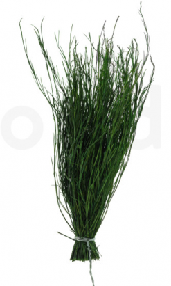 Stabilizovaný asparagus Posy