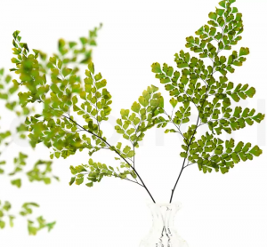 Stabilizovaná papraď Lutti