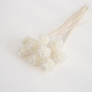 Stabilizovaná rastlina - hlaváč hviezdicovitý - biely