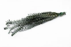 Stabilizovaný eukalyptus - baby