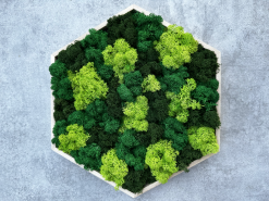 Machový obraz - Hexagon 26cm - mix