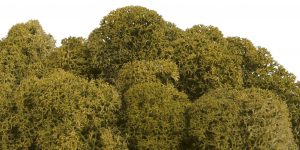 Keď si vyberieš fínsky lišajník v trstinovo zelenej farbe, získaš nielen kvalitný prírodný materiál, ale aj možnosť vytvoriť dielo, ktoré vydrží roky bez akejkoľvek starostlivosti. Navyše každý projekt prinesie do interiéru unikátny kúsok prírody, ktorý nikdy nestratí svoju sviežosť a harmóniu.