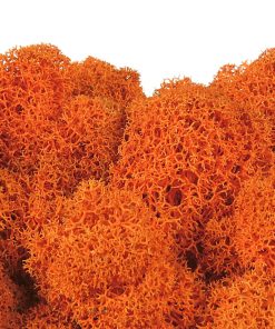 Keď si vyberieš fínsky lišajník, získaš nielen kvalitný prírodný materiál, ale aj možnosť vytvoriť dielo, ktoré vydrží roky bez akejkoľvek starostlivosti. Navyše každým projektom prinesieš do interiéru jedinečný kúsok prírody, ktorý nikdy nestratí svoju sviežosť.