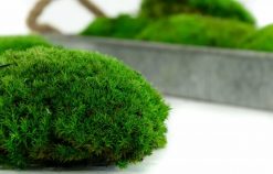 Keď si vyberieš zelený kopčekový mach mini, získaš kvalitný prírodný materiál, ktorý ti umožní vytvoriť originálne diela bez starostí o údržbu. Navyše každý projekt prinesie do interiéru kúsok prírody, ktorý si vždy zachová sviežosť, eleganciu a harmóniu.