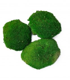 Keď si vyberieš zelený kopčekový mach, získaš nielen kvalitný prírodný materiál, ale aj možnosť vytvoriť originálne dielo, ktoré si zachová krásu bez akejkoľvek starostlivosti. Navyše každý projekt prinesie do interiéru kúsok prírody, ktorý nikdy nestratí svoju sviežosť a harmóniu.