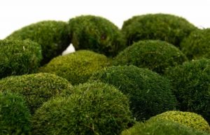 Keď si vyberieš tmavý kopčekový mach mix, získaš nielen prírodný materiál vysokej kvality, ale aj možnosť vytvoriť dielo, ktoré ostane krásne celé roky bez akejkoľvek starostlivosti. Každý projekt navyše prinesie do interiéru jedinečný kúsok prírody, ktorý nikdy nestratí svoju sviežosť, harmóniu ani luxusný vzhľad.