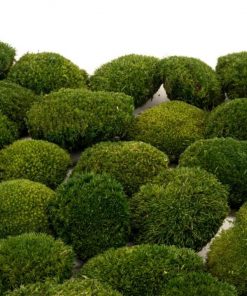 Keď si vyberieš tmavý mini kopčekový mach, získaš nielen kvalitný prírodný materiál, ale aj možnosť vytvoriť dielo, ktoré vydrží roky bez akejkoľvek starostlivosti. Navyše každý projekt prinesie do interiéru unikátny kúsok prírody, ktorý nikdy nestratí svoju sviežosť a harmóniu.