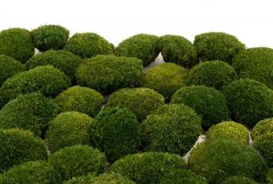 Keď si vyberieš tmavý mini kopčekový mach, získaš nielen kvalitný prírodný materiál, ale aj možnosť vytvoriť dielo, ktoré vydrží roky bez akejkoľvek starostlivosti. Navyše každý projekt prinesie do interiéru unikátny kúsok prírody, ktorý nikdy nestratí svoju sviežosť a harmóniu.